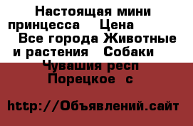 Настоящая мини принцесса  › Цена ­ 25 000 - Все города Животные и растения » Собаки   . Чувашия респ.,Порецкое. с.